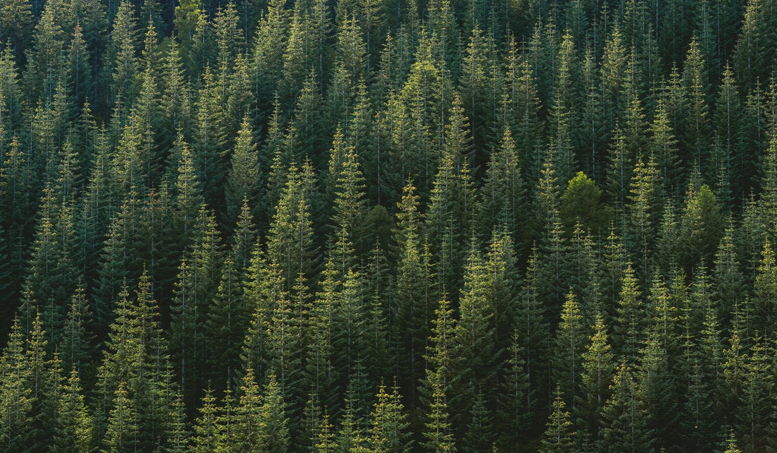 Green is the New Black - Why Our Business is Investing in Sustainable Products + Packaging - Blú Rose