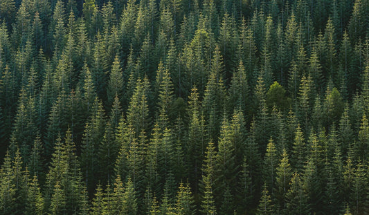 Green is the New Black - Why Our Business is Investing in Sustainable Products + Packaging - Blú Rose